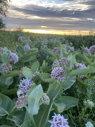showy milkweed