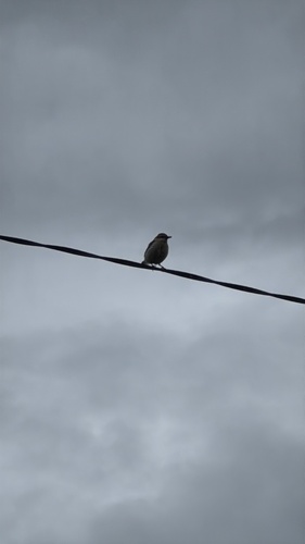 Northern Wheatear