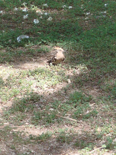Common Hoopoe