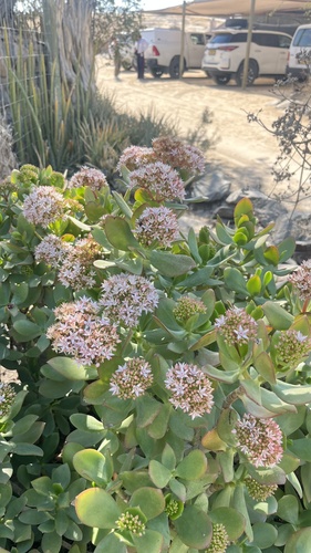 jade plant