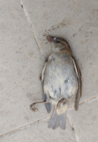Spanish Sparrow