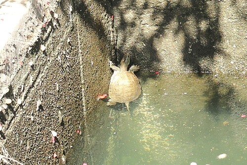 Caspian Turtle