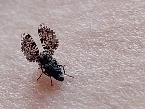 Peacock Fly