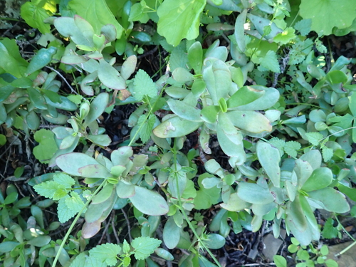 Karky Stonecrop