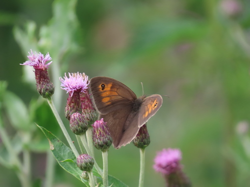 Meadow Brown