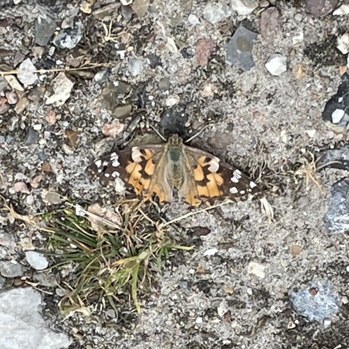 Painted Lady