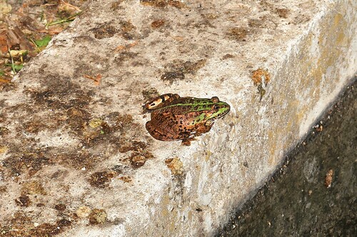 Marsh Frog