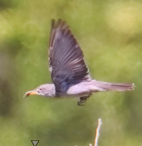 Olive-tree Warbler