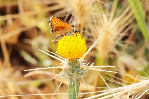 Small Skipper
