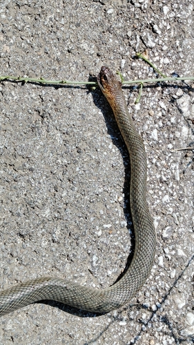 Caspian Whipsnake