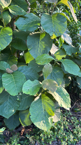 Teak