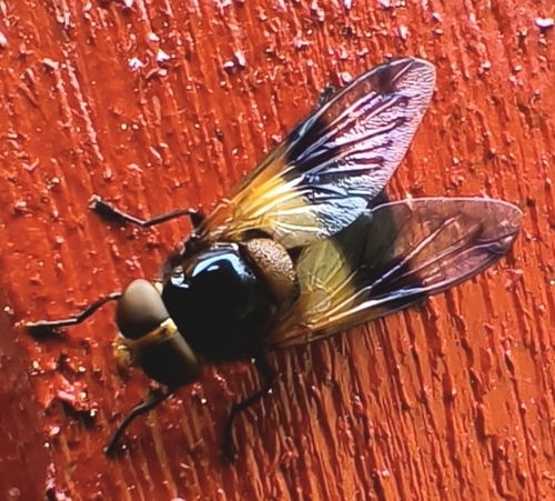 Pellucid Hover Fly