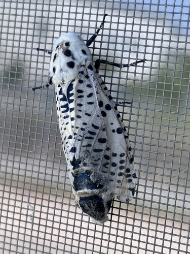 Wood Leopard Moth