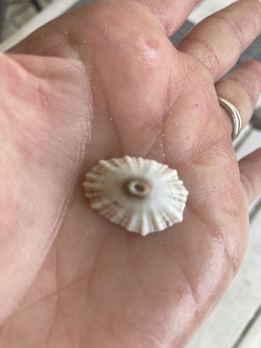Barbados Keyhole Limpet