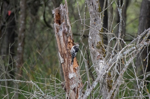 White-backed Woodpecker