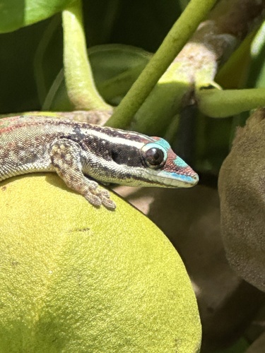 Ornate Day Gecko