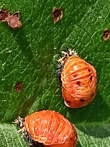 Asian Lady Beetle