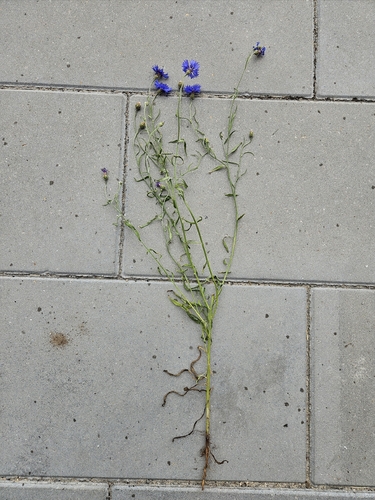 Cornflower