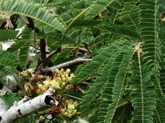 Libidibia coriaria image