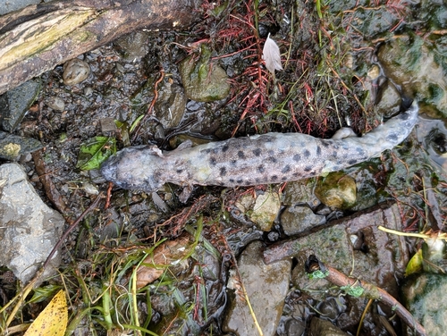Common Mudpuppy observed by crubens