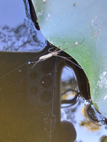 Tetragnatha nitens