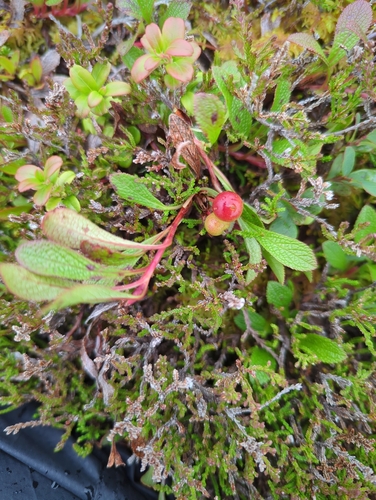 alpine bearberry