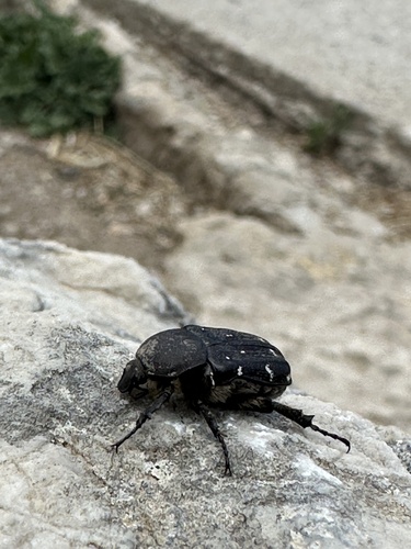 Greek Rose Chafer