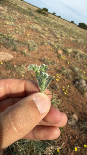 Thicksepal Cryptantha