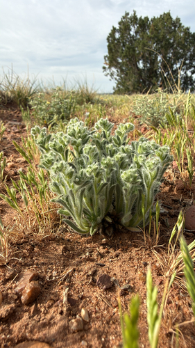 Thicksepal Cryptantha