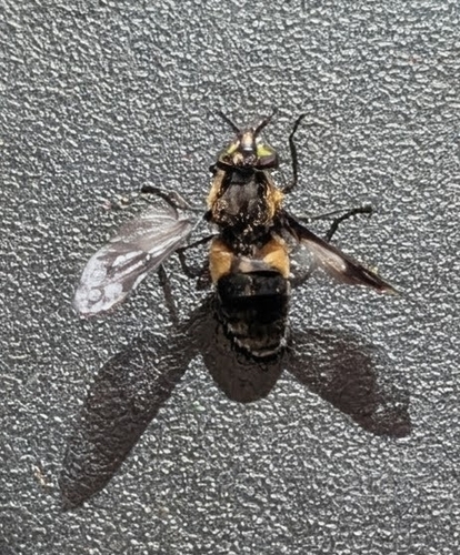 Splayed Deer Fly