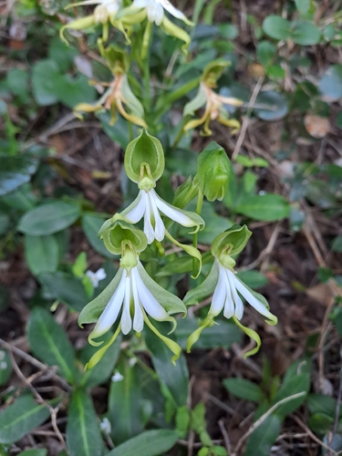 Green Woodorchid