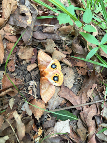 Io Moth