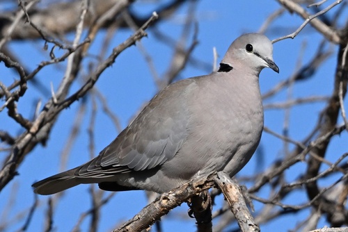 Cape Turtle Dove