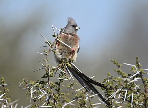 White-backed Mousebird