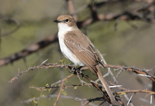Marico Flycatcher