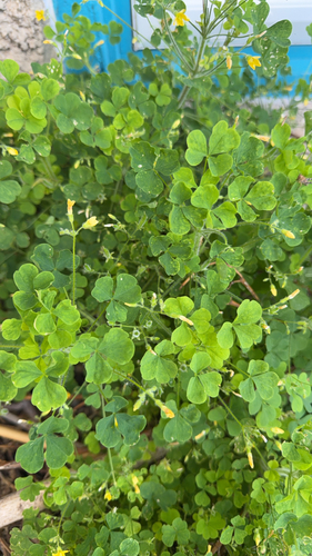 upright yellow woodsorrel