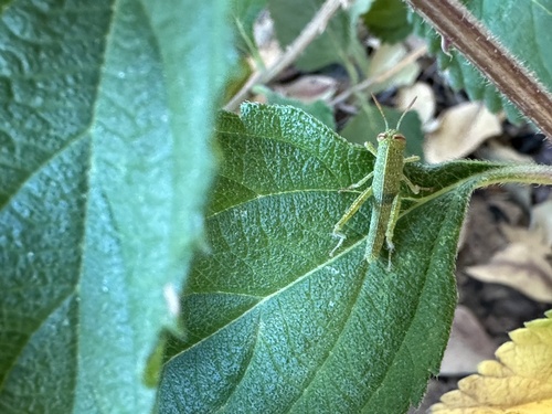 Egyptian Bird Grasshopper
