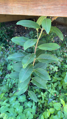 common milkweed