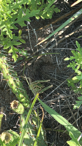 Plains Lubber Grasshopper