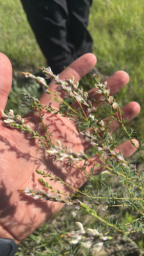 Nine-anther Prairie Clover