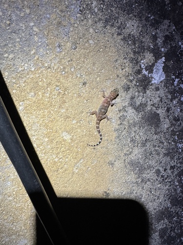 Mediterranean House Gecko