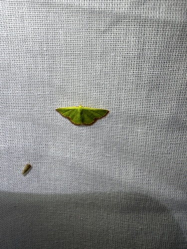 Eucrostes indigenata