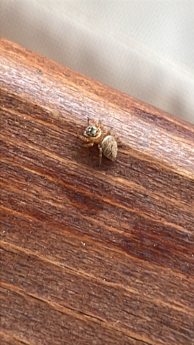 Mediterranean white-banded spider