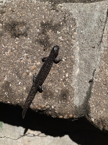 Small-mouthed Salamander