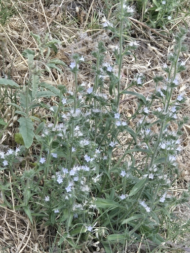 Pale Bugloss