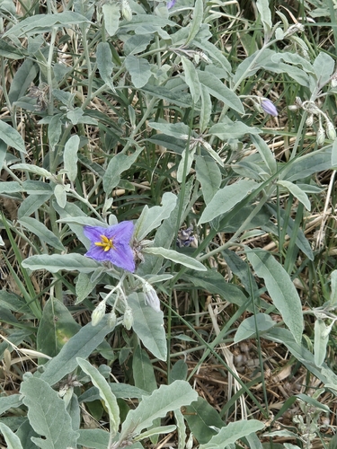 silverleaf nightshade