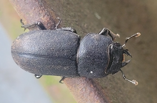 Lesser Stag Beetle