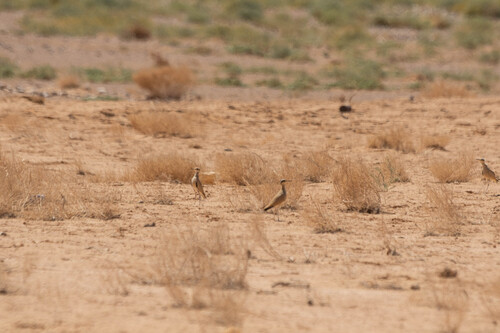 Cream-coloured Courser