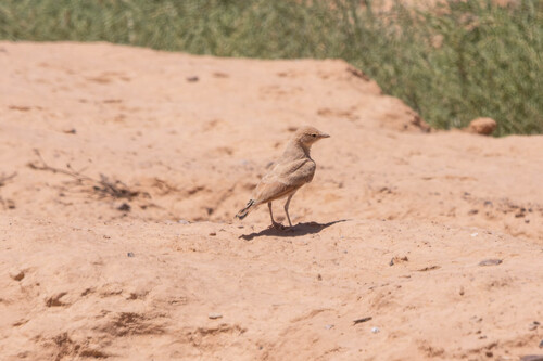 Bar-tailed Lark