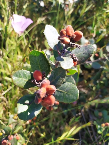 Lemonade Berry fruiting